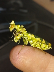 Callibia diana