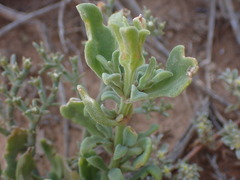 Mesembryanthemum aitonis