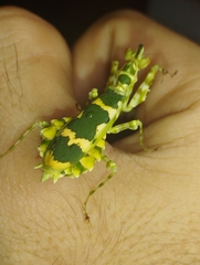 Callibia diana