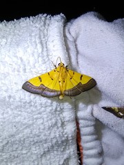 Endocrossis flavibasalis