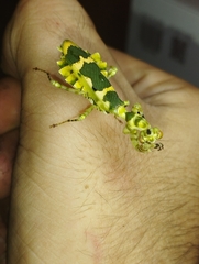 Callibia diana