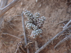 Crassula corallina