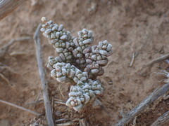 Crassula corallina
