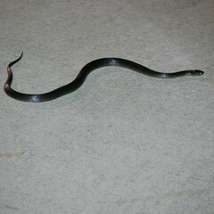 Cryptophis nigrescens