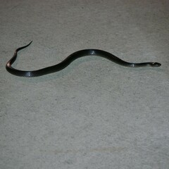 Cryptophis nigrescens