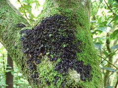 Pseudocyphellaria dissimilis