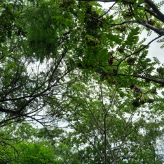 Pterocarpus angolensis
