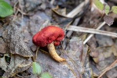 Leratiomyces erythrocephalus