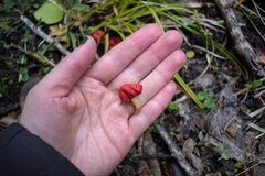 Leratiomyces erythrocephalus