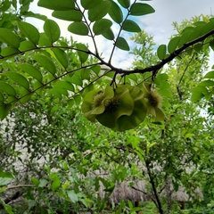 Pterocarpus angolensis