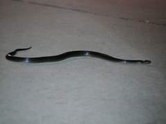 Cryptophis nigrescens