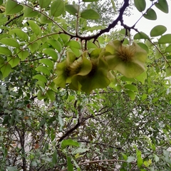 Pterocarpus angolensis