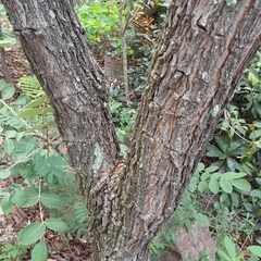 Pterocarpus angolensis