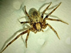 Philodromus aureolus