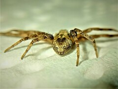 Philodromus aureolus