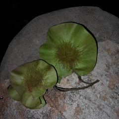 Pterocarpus angolensis