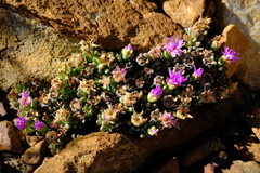 Esterhuysenia alpina