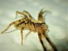 Philodromus aureolus