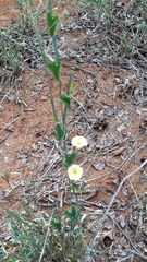 Ipomoea obscura obscura