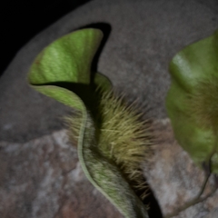 Pterocarpus angolensis