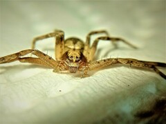 Philodromus aureolus