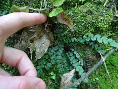 Blechnum membranaceum