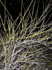 Ephedra trifurca