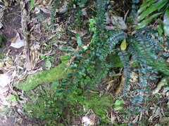 Pellaea rotundifolia