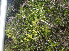 Vachellia karroo