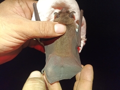 Pteronotus mesoamericanus