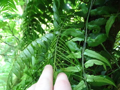Blechnum filiforme
