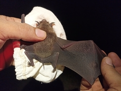 Pteronotus mesoamericanus