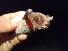 Pteronotus mesoamericanus