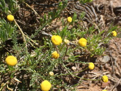 Pentzia incana