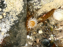 Anthothoe albocincta
