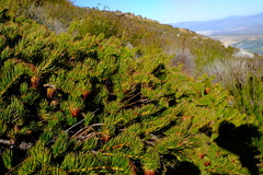 Protea witzenbergiana