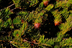 Protea witzenbergiana