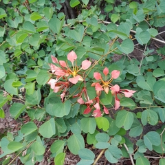 Bauhinia galpinii