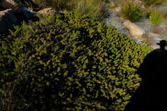 Protea witzenbergiana
