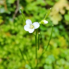Cardamine