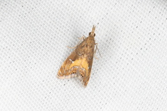 Glaucocharis chrysochyta