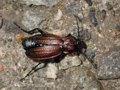 Carabus monilis