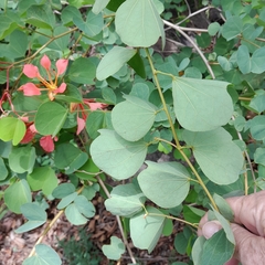 Bauhinia galpinii