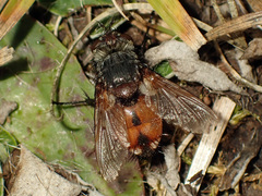 Tachina fera