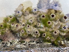 Pyura praeputialis