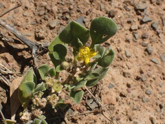 Aizoon glinoides