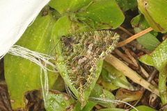 Austrocidaria similata