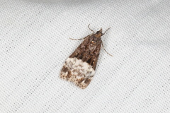 Scoparia minusculalis
