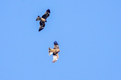 Milvus migrans lineatus