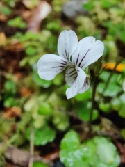 Viola filicaulis